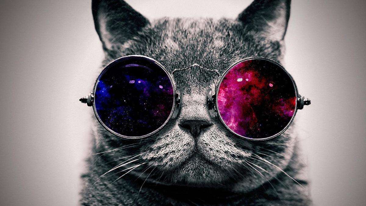 kot w okularach puzzle online
