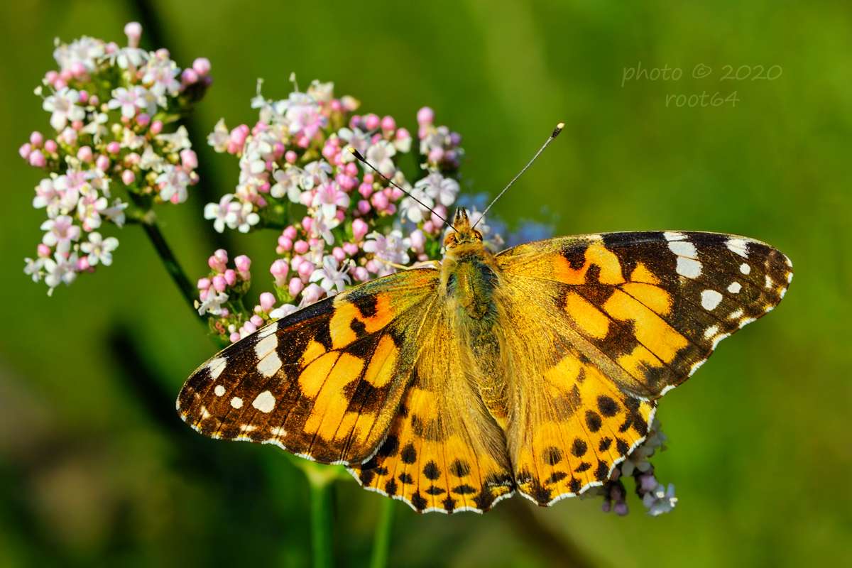 Motýľ v prírode puzzle online