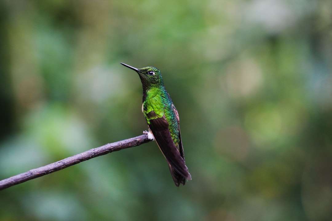 zielony ptak siedzący na gałązce puzzle online