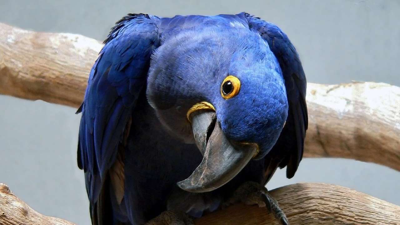 niebieska papuga puzzle online