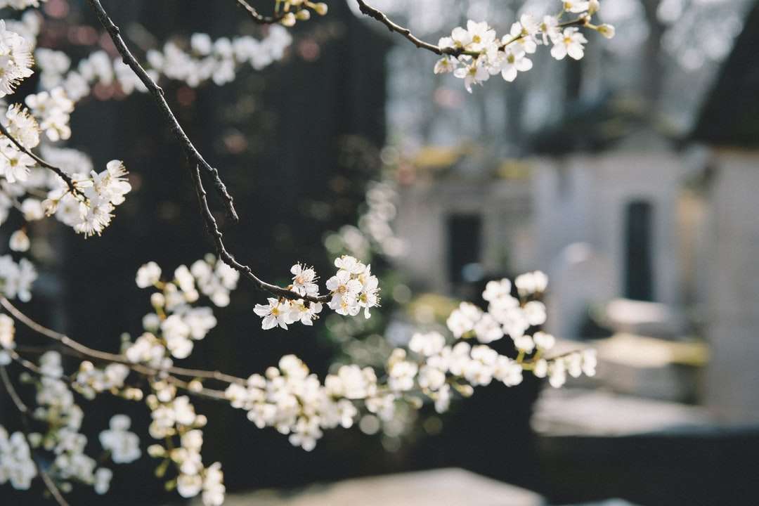 zdjęcia makro fotografia białe kwiaty puzzle online