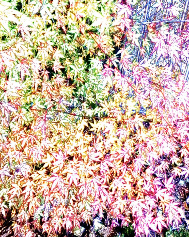 Kolorowy krzew puzzle online