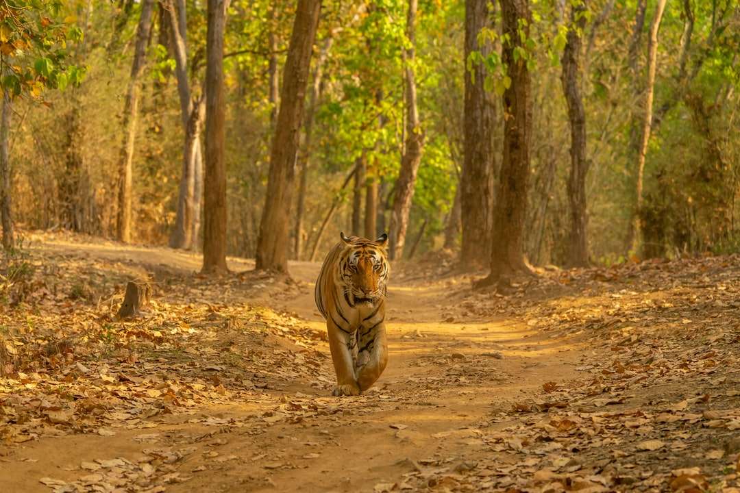 brązowy tygrys na brązowym podłożu w ciągu dnia puzzle online