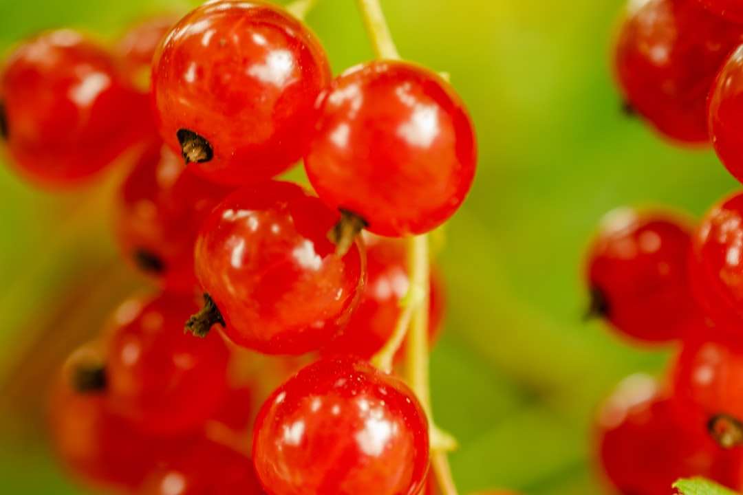 czerwone okrągłe owoce w soczewce z przesunięciem pochylenia puzzle online