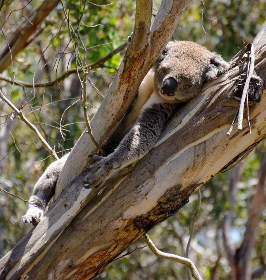 szara koala na drzewie puzzle online