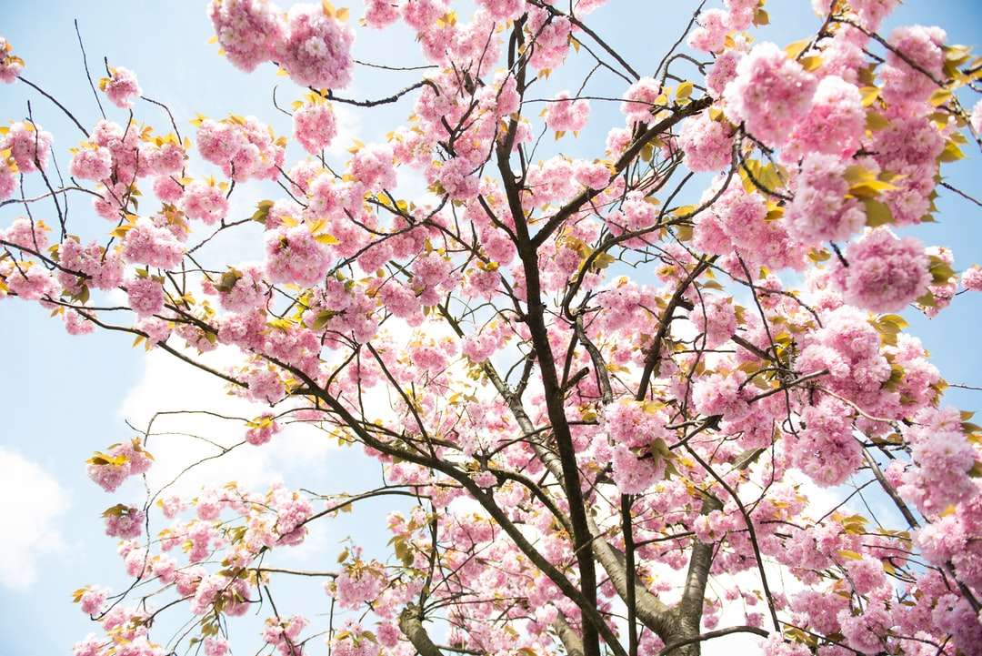 różowe drzewo kwiat wiśni puzzle online