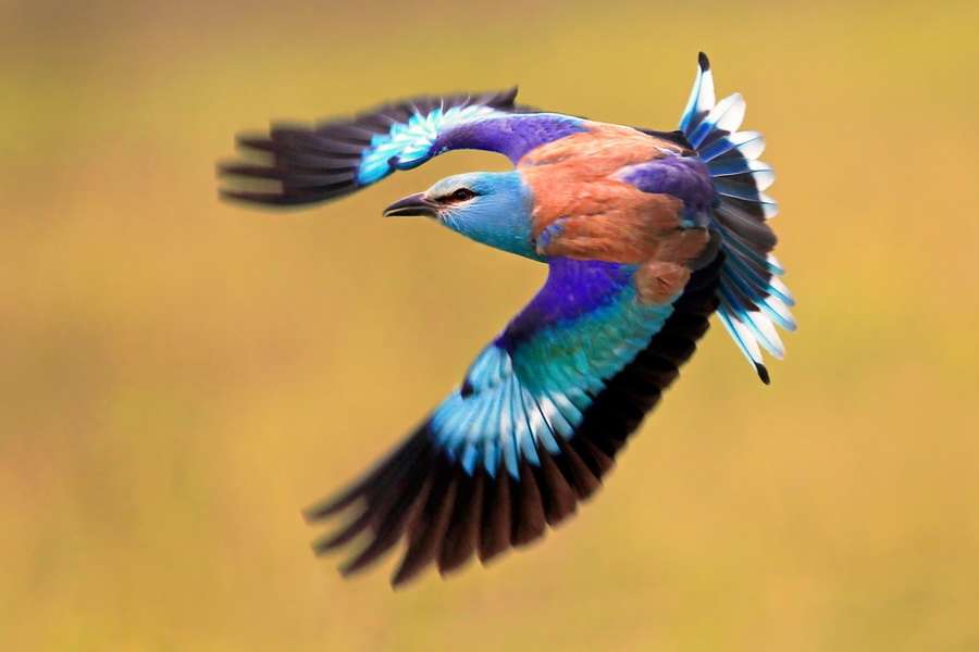 ptak egzotyczny puzzle online