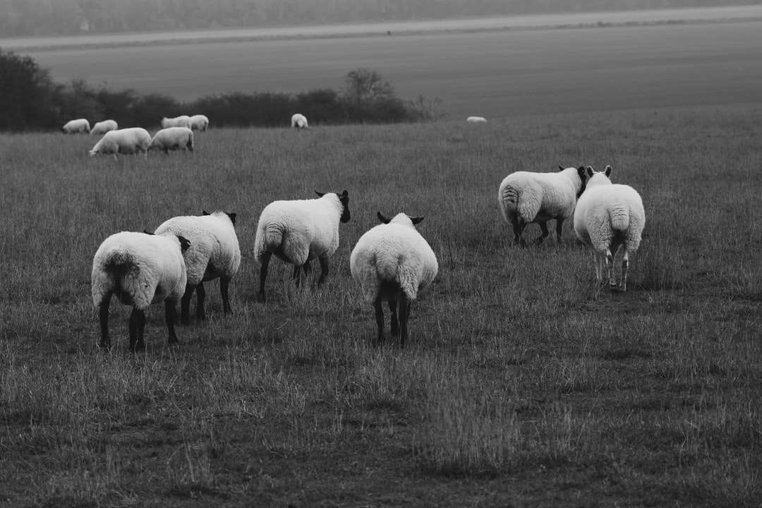 zdjęcie w skali szarości stada owiec na trawie puzzle online