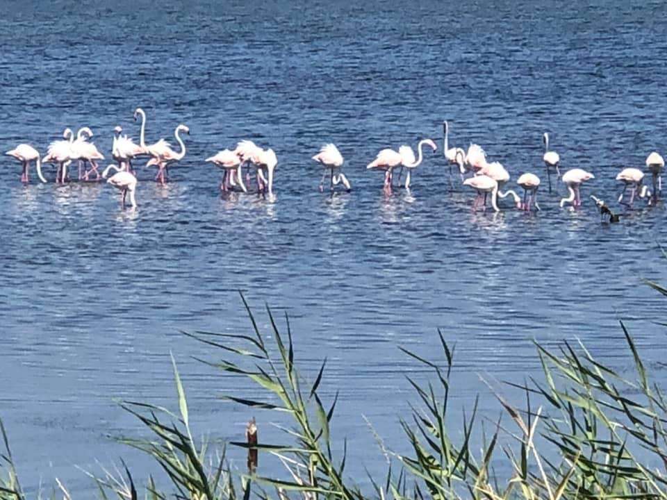 flamingi Lesina Foggia Włochy puzzle online