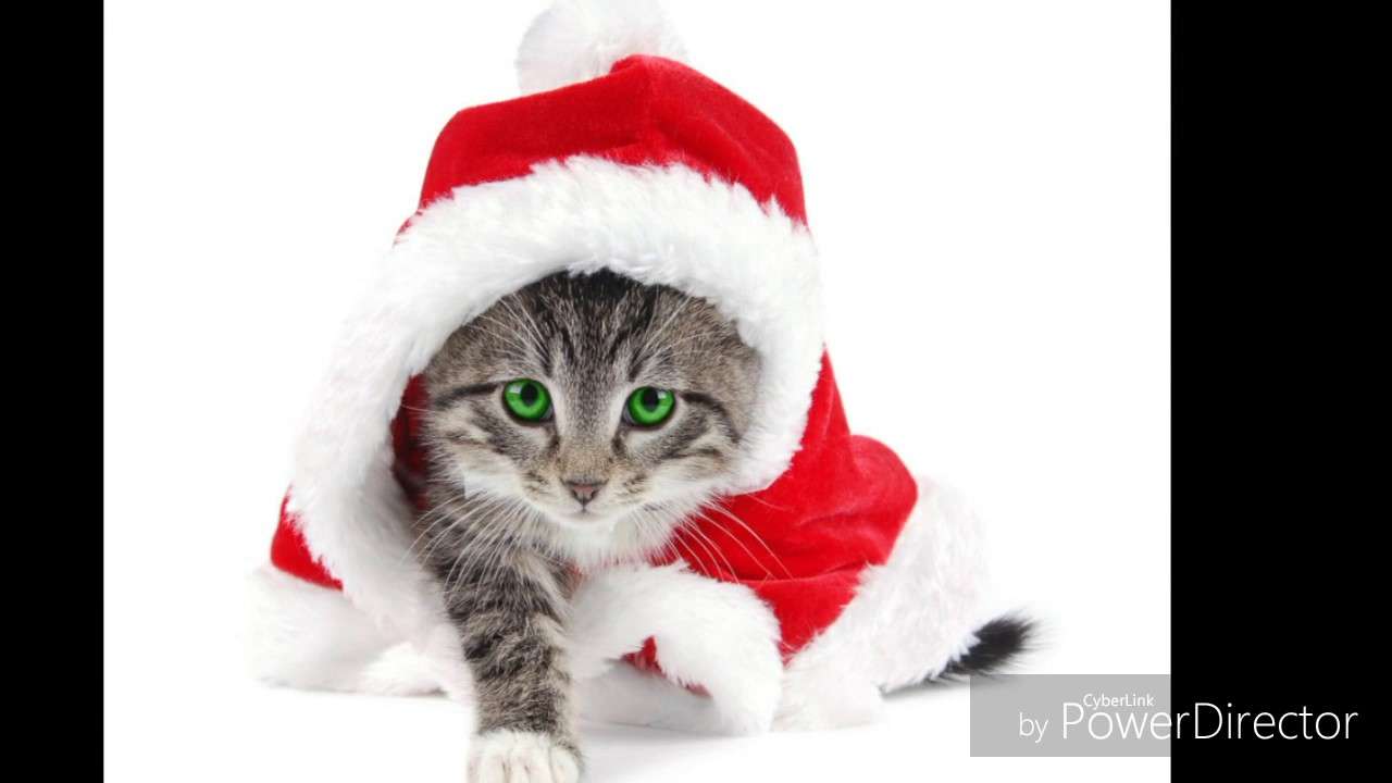 Boże Narodzenie kot puzzle online