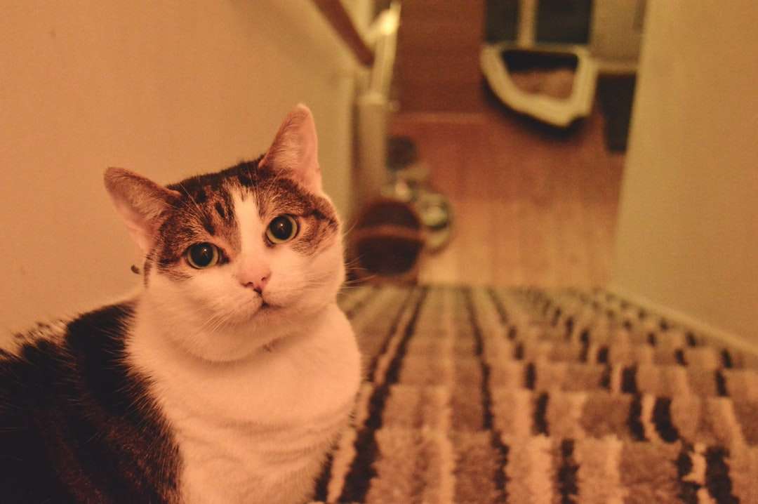 biały i brązowy kot na brązowo-czarnym dywaniku puzzle online