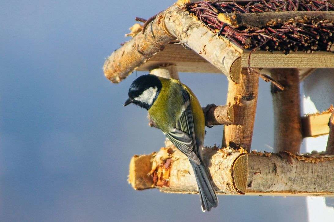 Ptáci v zimě puzzle