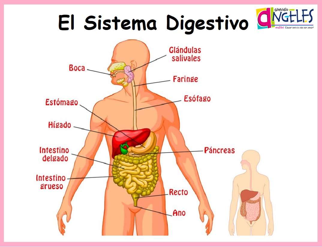 O sistema digestivo quebra-cabeça