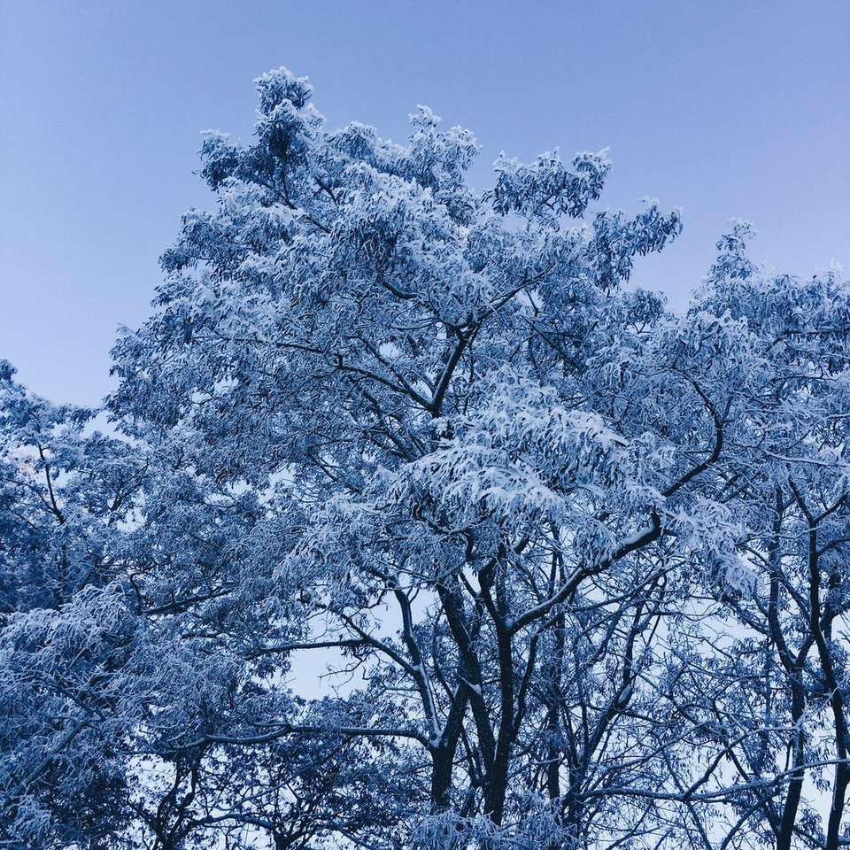 drzewo biały kwiat wiśni pod błękitne niebo w ciągu dnia puzzle online