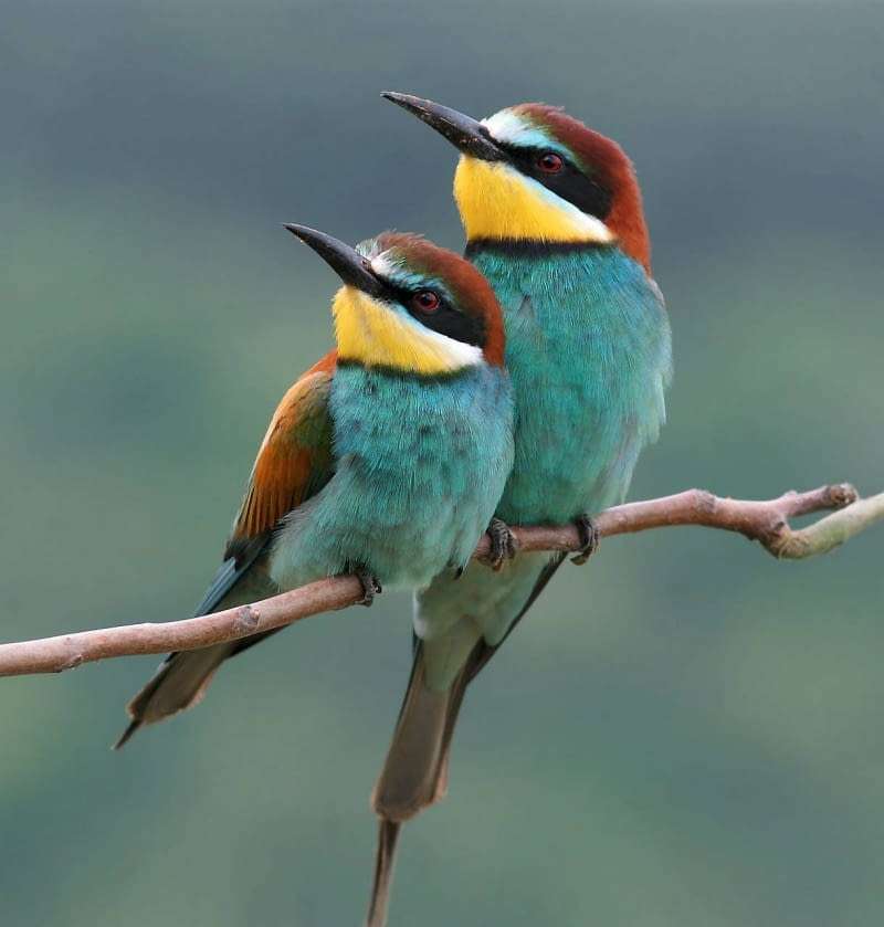 kolorowe ptaszki na gałązce puzzle online
