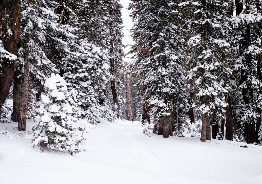 drzewa pokryte śniegiem puzzle online