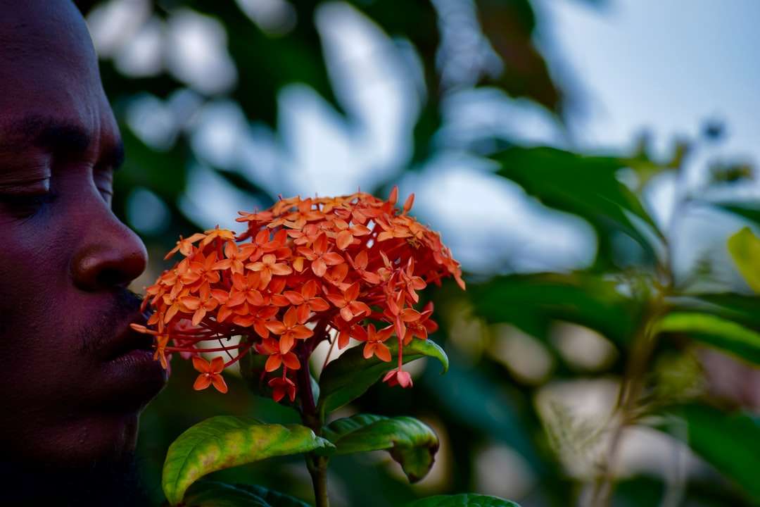 mężczyzna wącha kwiat płatka pomarańczy w ciągu dnia puzzle online