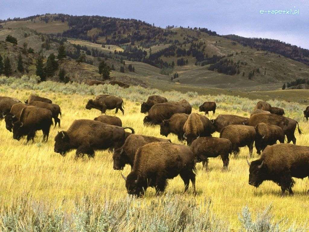 stado bizonów puzzle online
