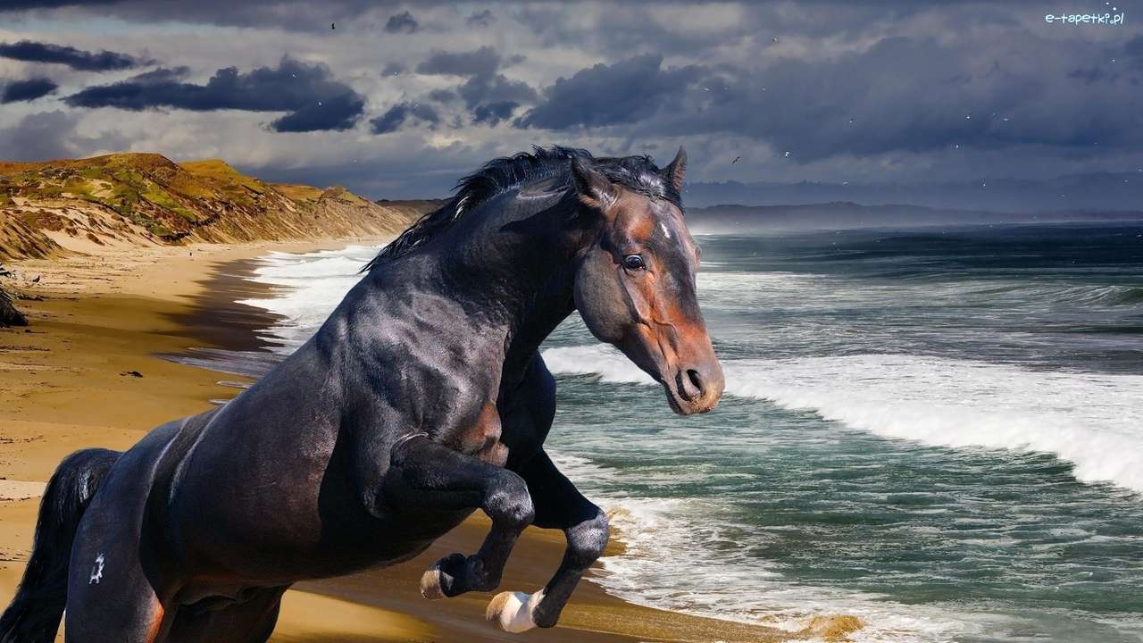koń na plaży puzzle online