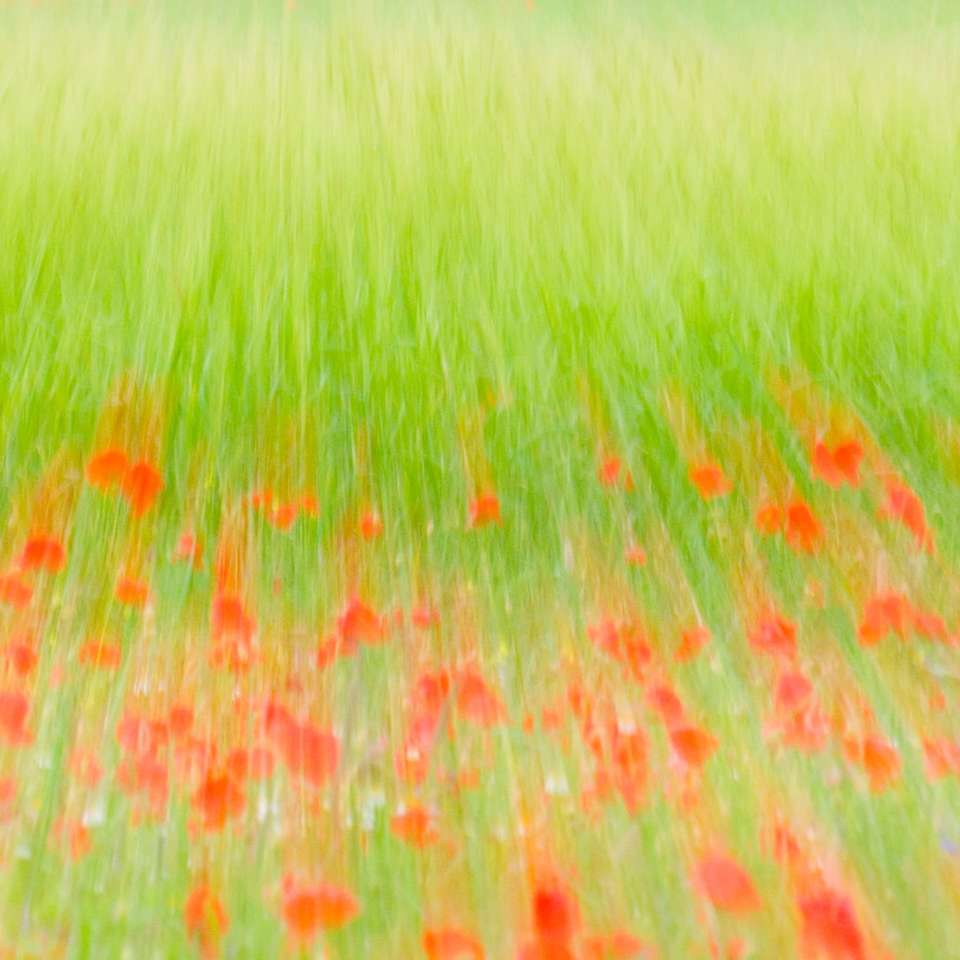 zielone pole trawy w ciągu dnia puzzle online