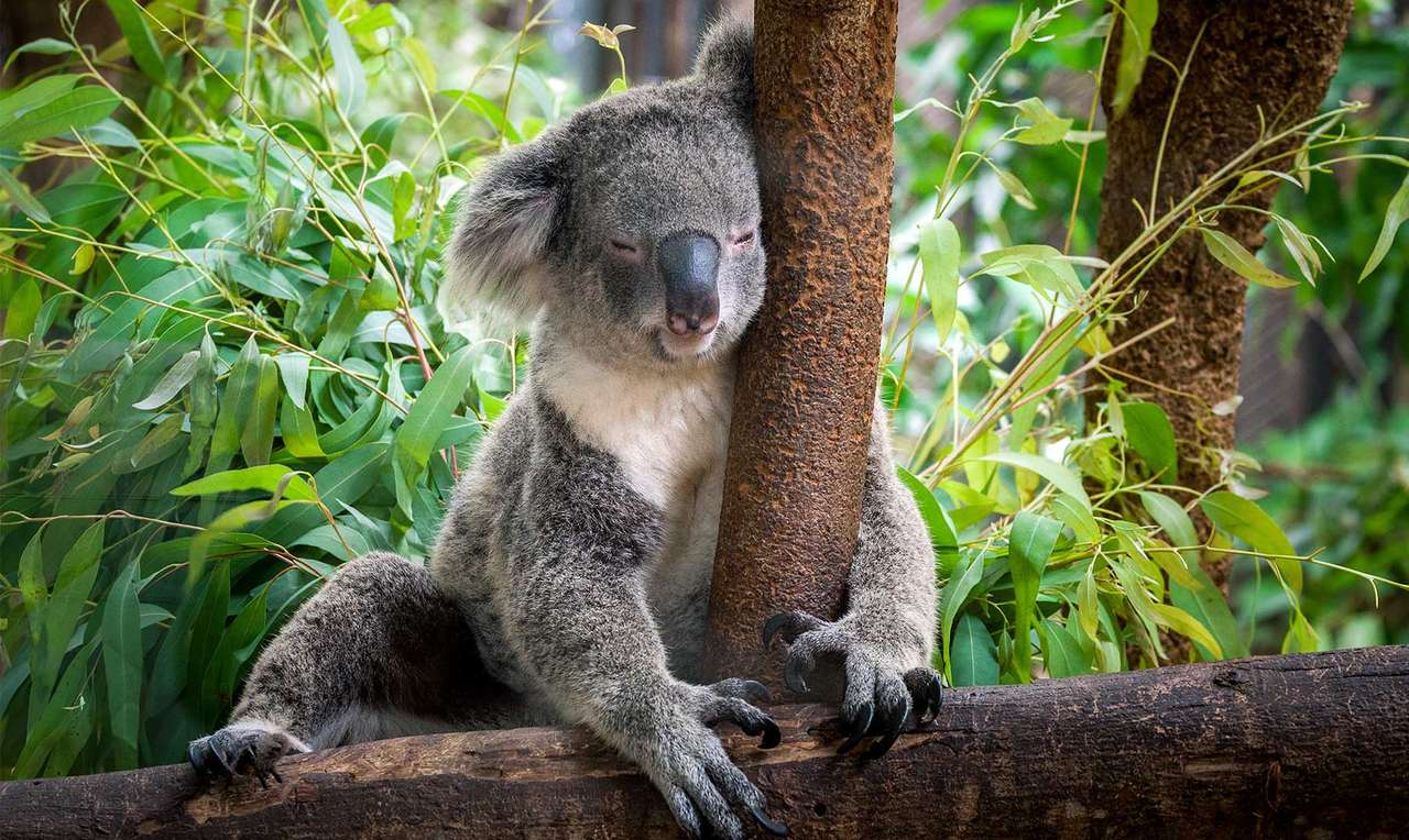 Śpiąca koala puzzle online