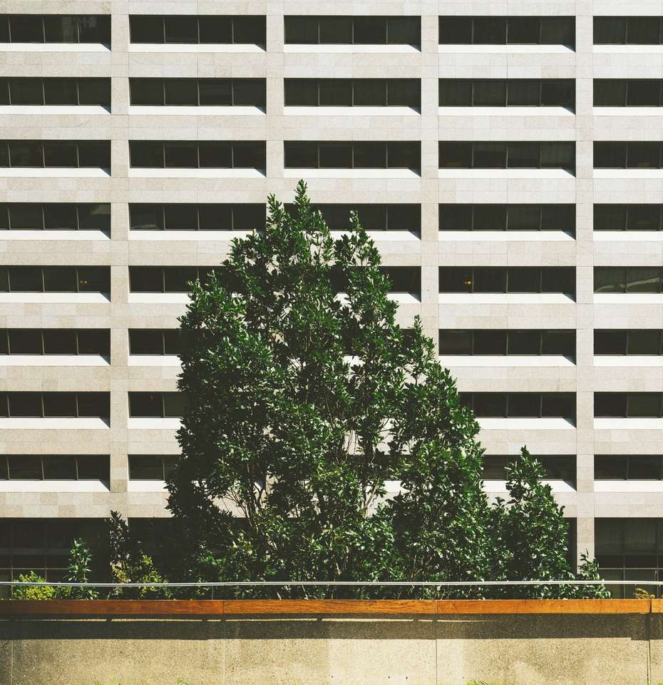 zielone drzewo obok betonowego budynku puzzle online