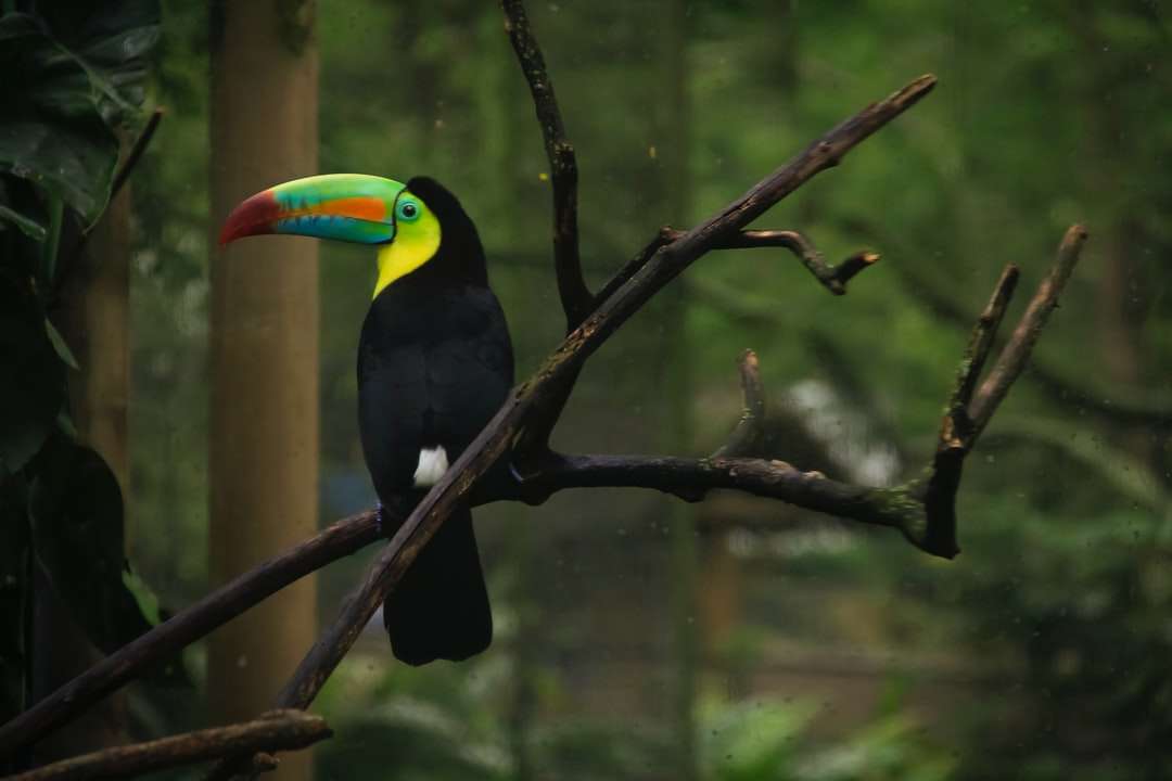 czarny żółty i zielony ptak na gałęzi drzewa puzzle online