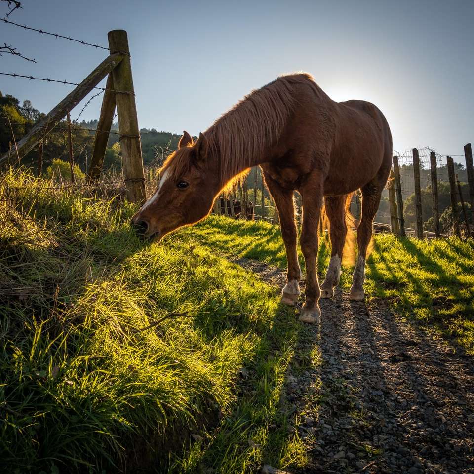 brązowy koń obok ogrodzenia z drutu kolczastego puzzle online