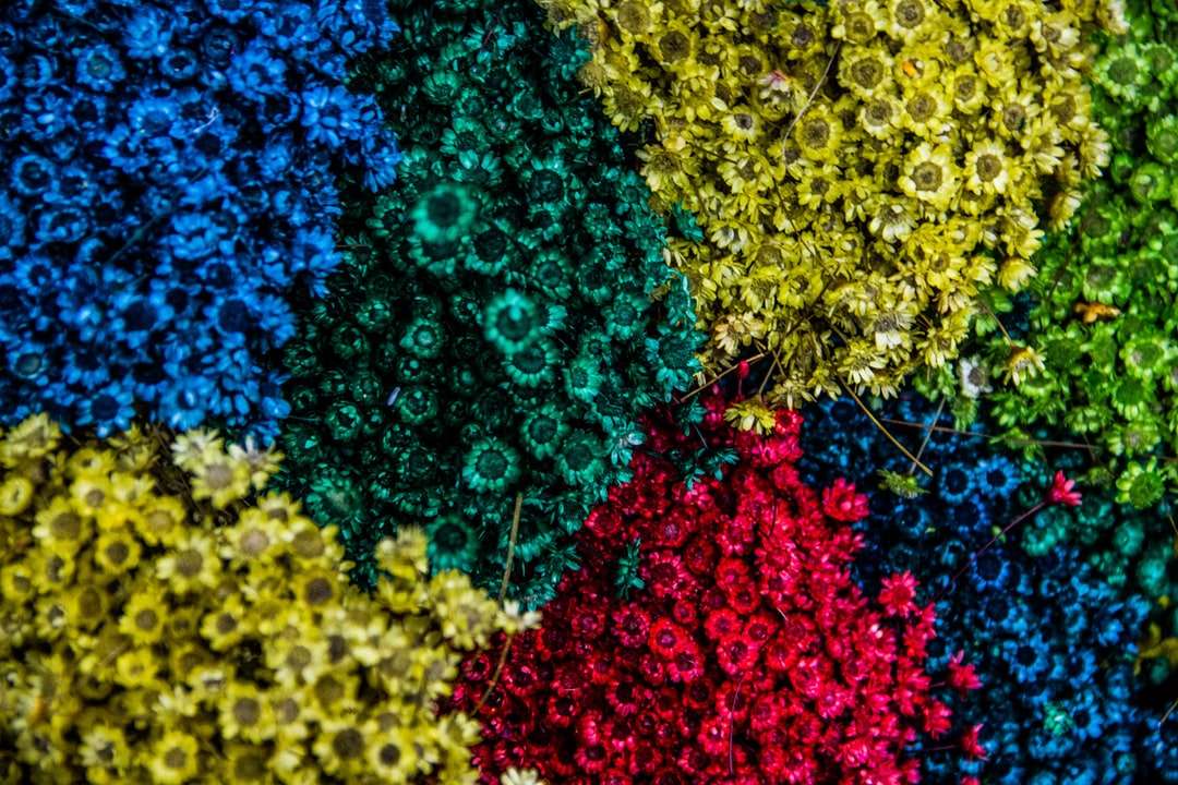 zdjęcia lotnicze różnych kolorów kwitnących kwiatów puzzle online