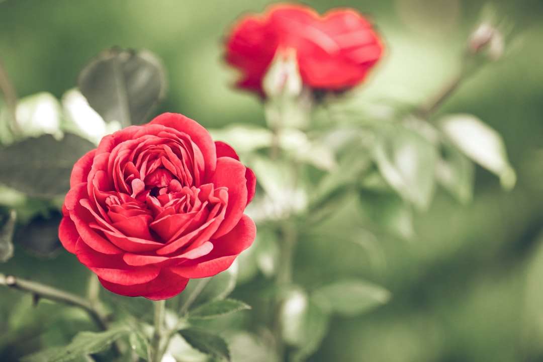 fotografia płytkiej ostrości czerwonego kwiatu puzzle online