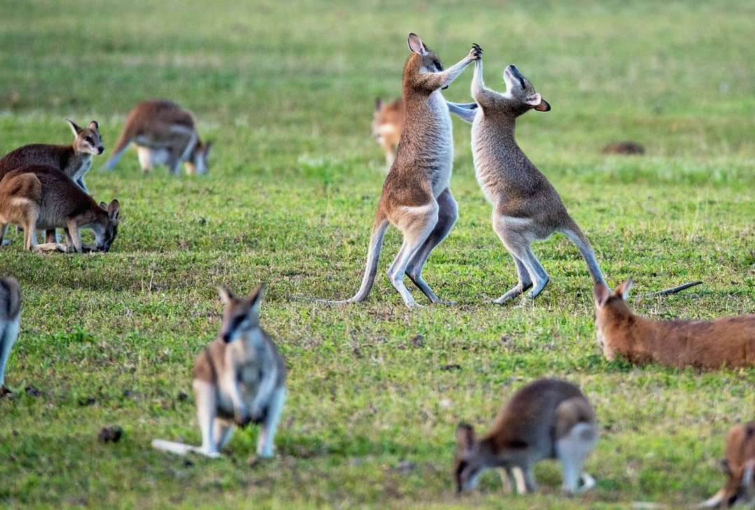 kangury na trawie puzzle online