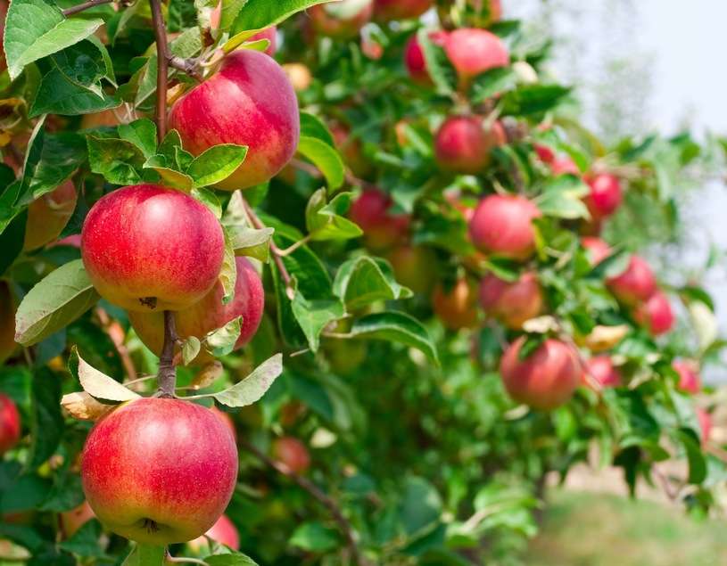 jabłka na drzewie puzzle online