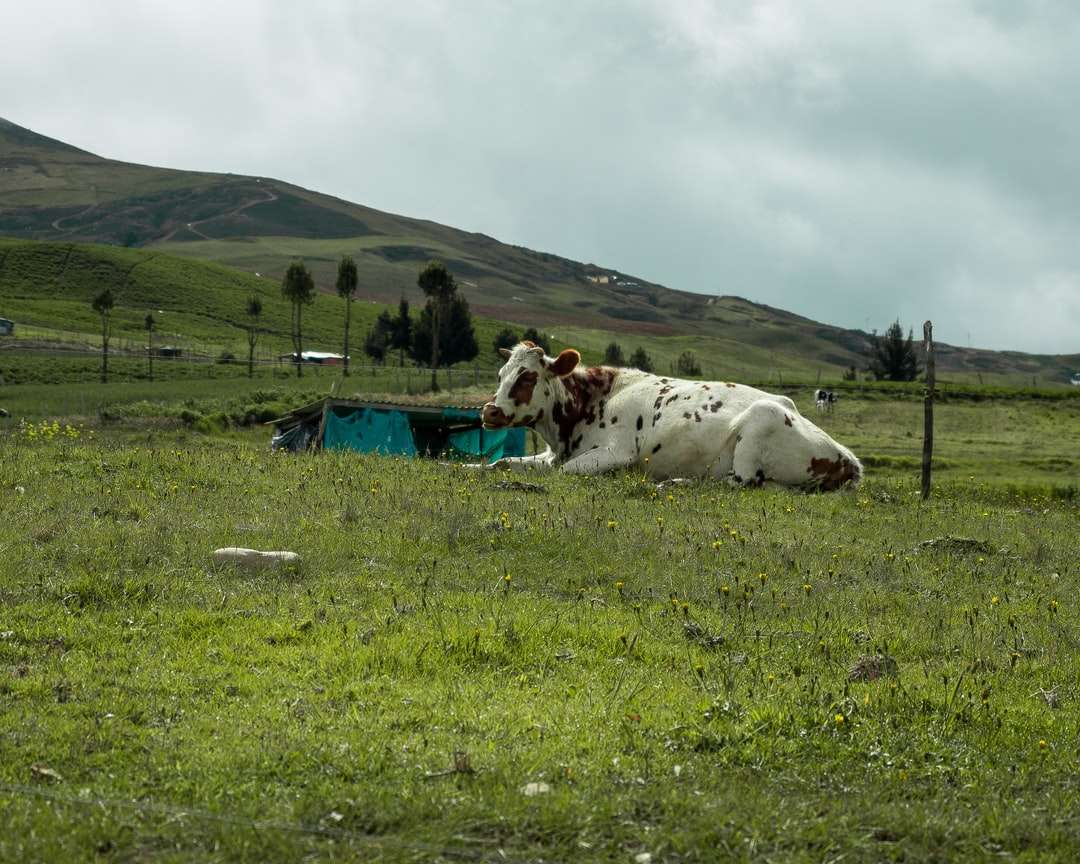 białe i brązowe krowy na zielonym polu trawy w ciągu dnia puzzle online
