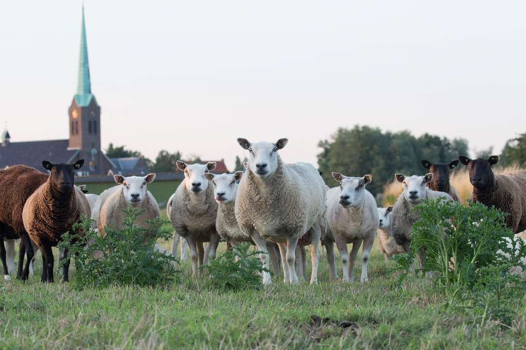 białe i brązowe owce na trawniku puzzle online