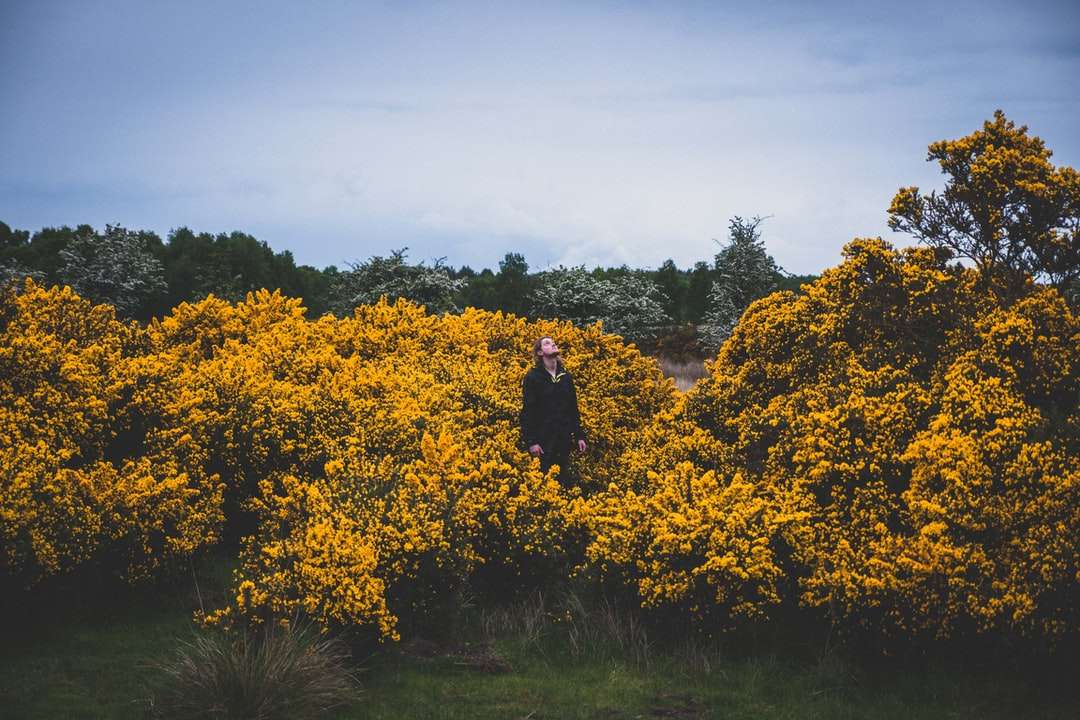osoba stojąca na środku żółtych pól kwiatowych puzzle online