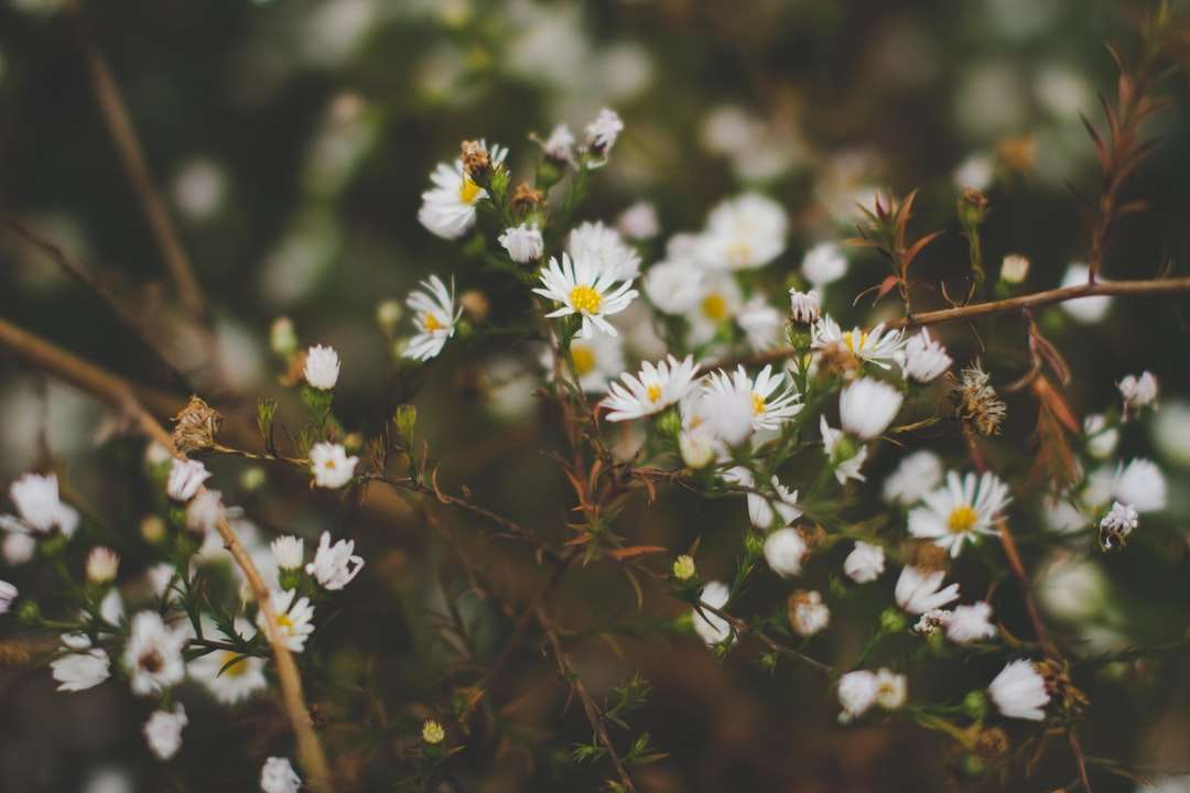kwiaty białe jak oddech dziecka kwitnące w ciągu dnia puzzle online
