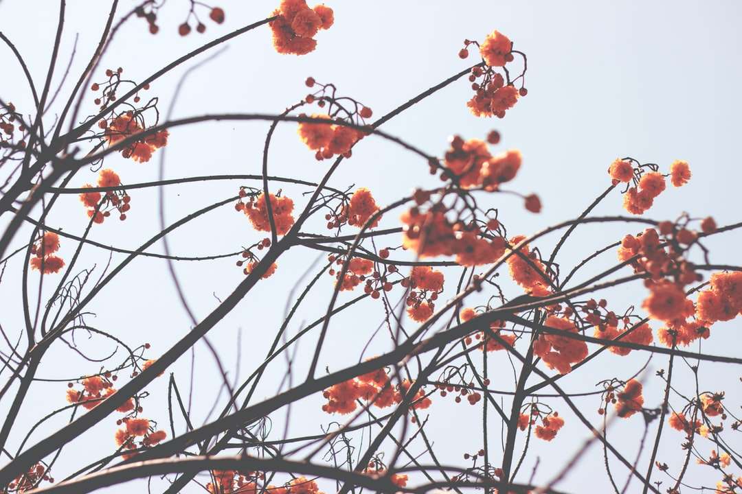zdjęcie pomarańczowych płatków kwiatów puzzle online