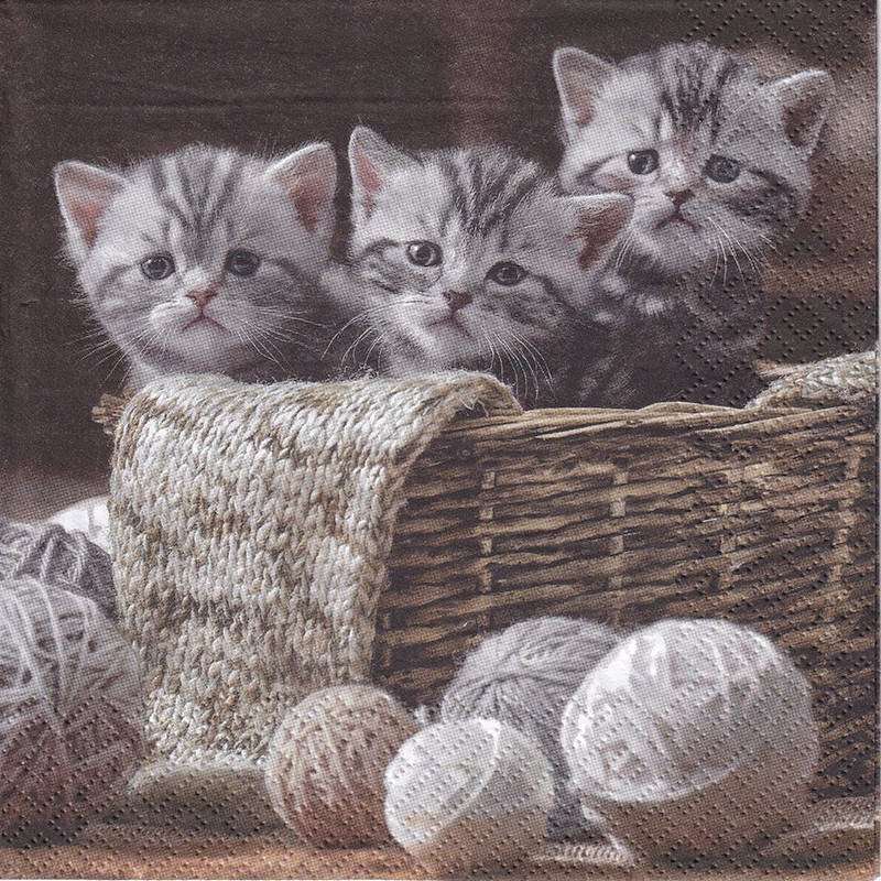 kotki  w koszu puzzle online