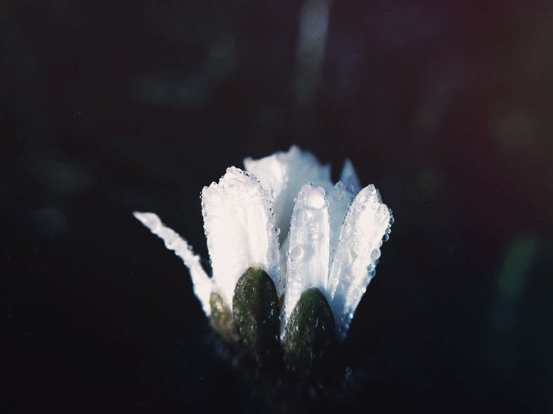 biały kwiat z kroplami deszczu puzzle online