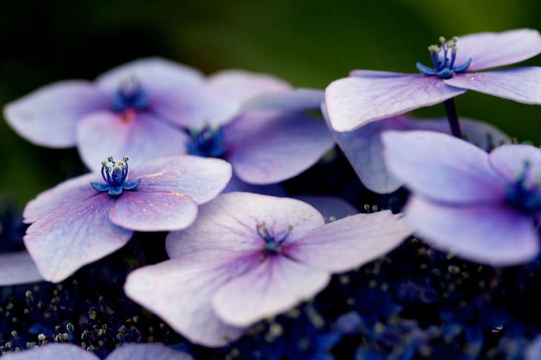 białe i fioletowe kwiaty w płytkiej ostrości puzzle online