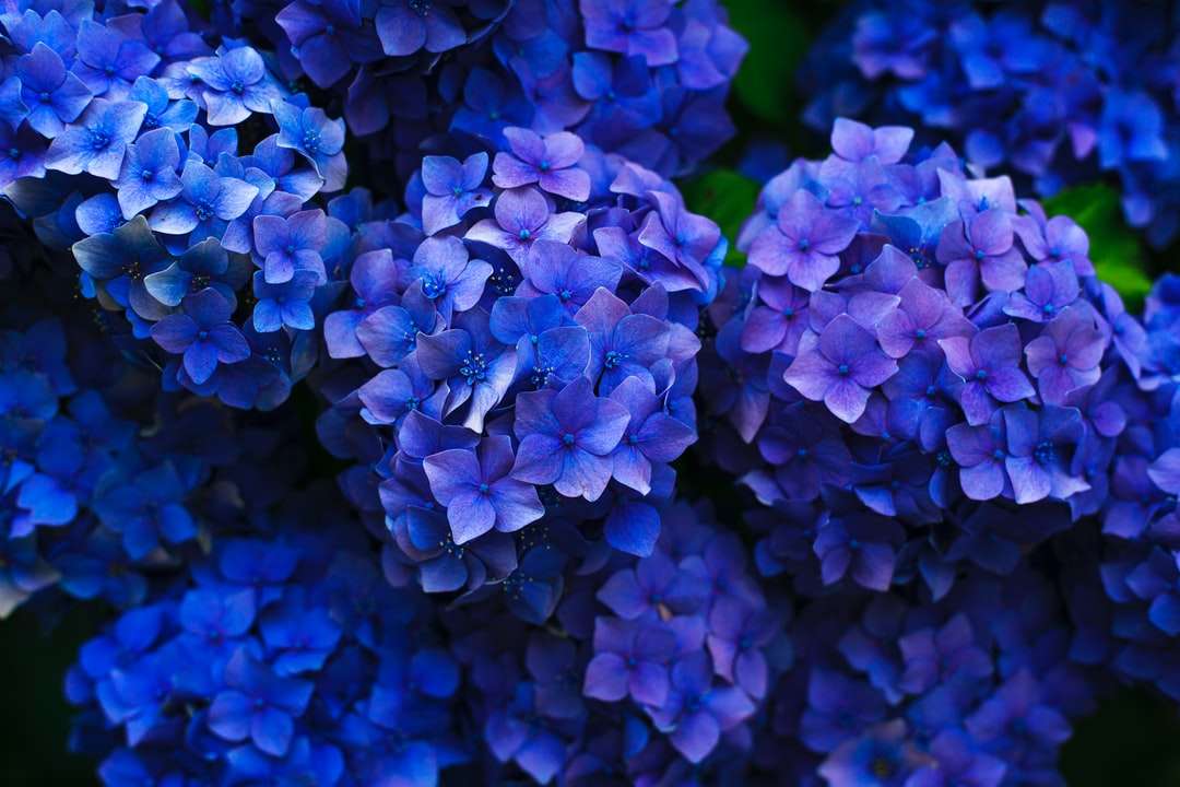 fioletowe kwiaty puzzle online