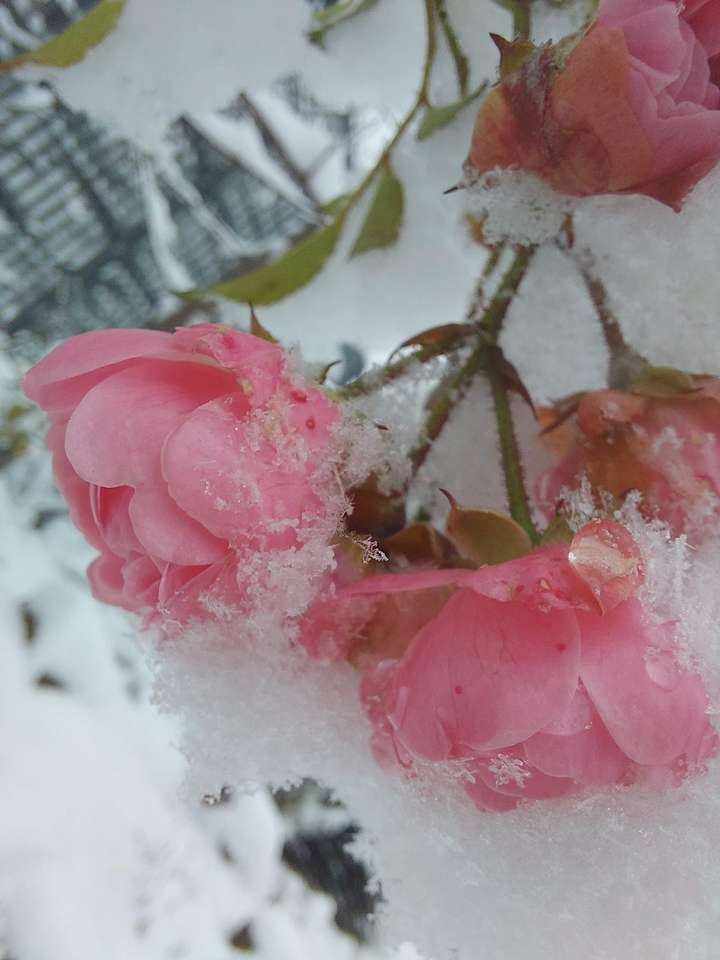 Róże pod śniegiem puzzle online