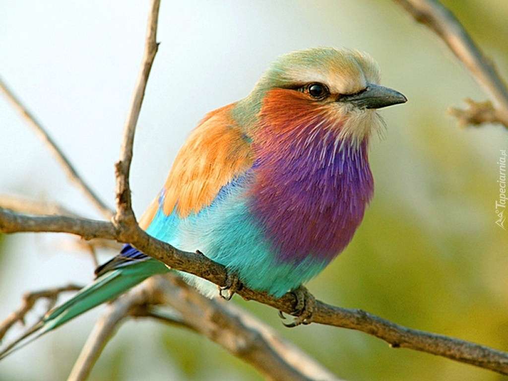 kolorowy ptaszek na gałązce puzzle online
