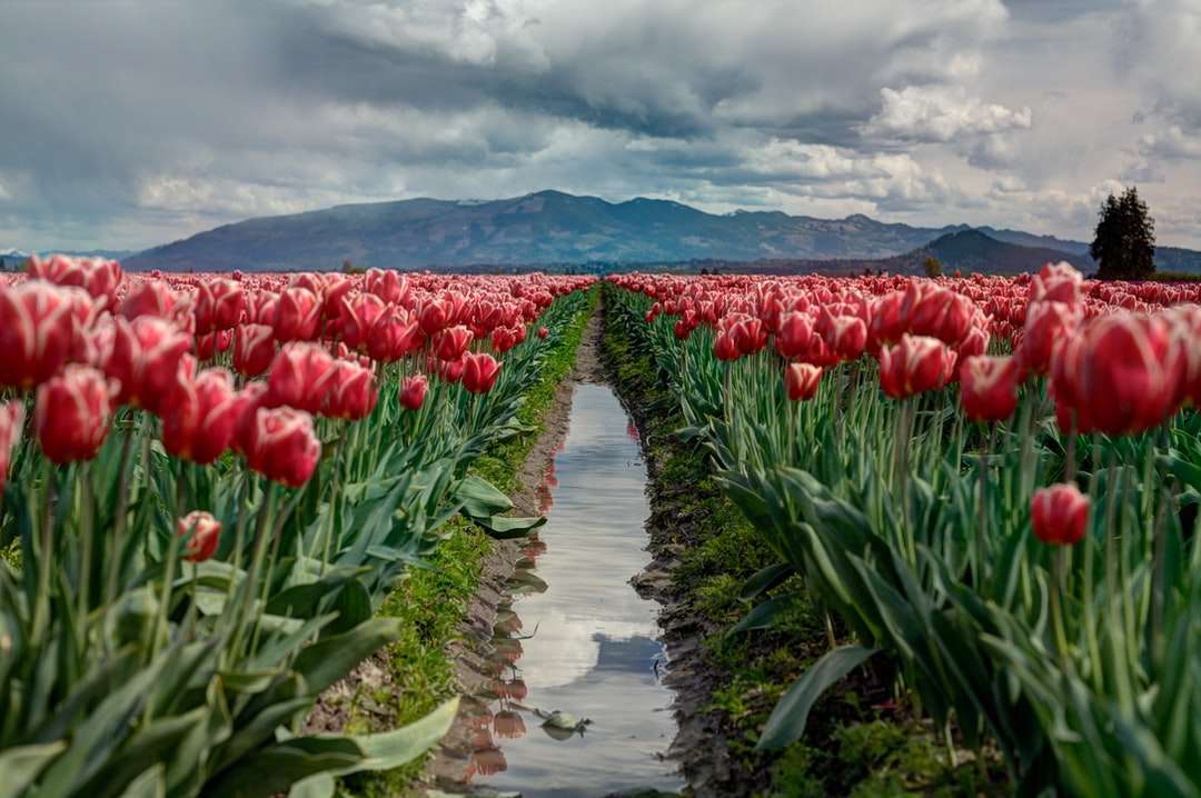 ścieżka między polem kwiatów czerwonych tulipanów puzzle online