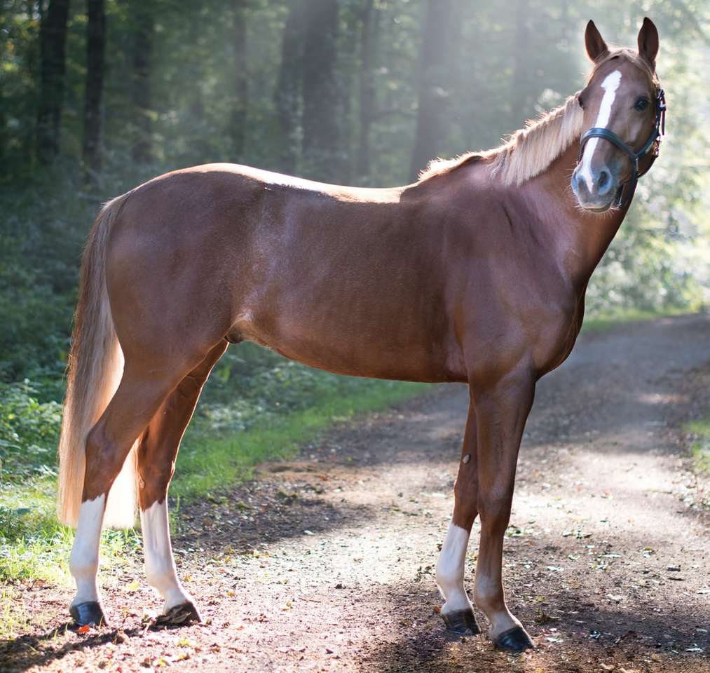 zbliżenie zdjęcie brązowego konia stojącego w otoczeniu drzew puzzle online
