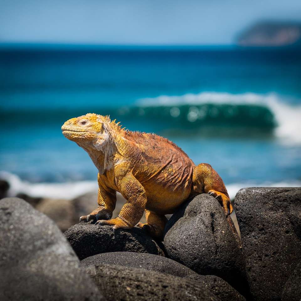 żółta iguana na skałach w ciągu dnia puzzle online