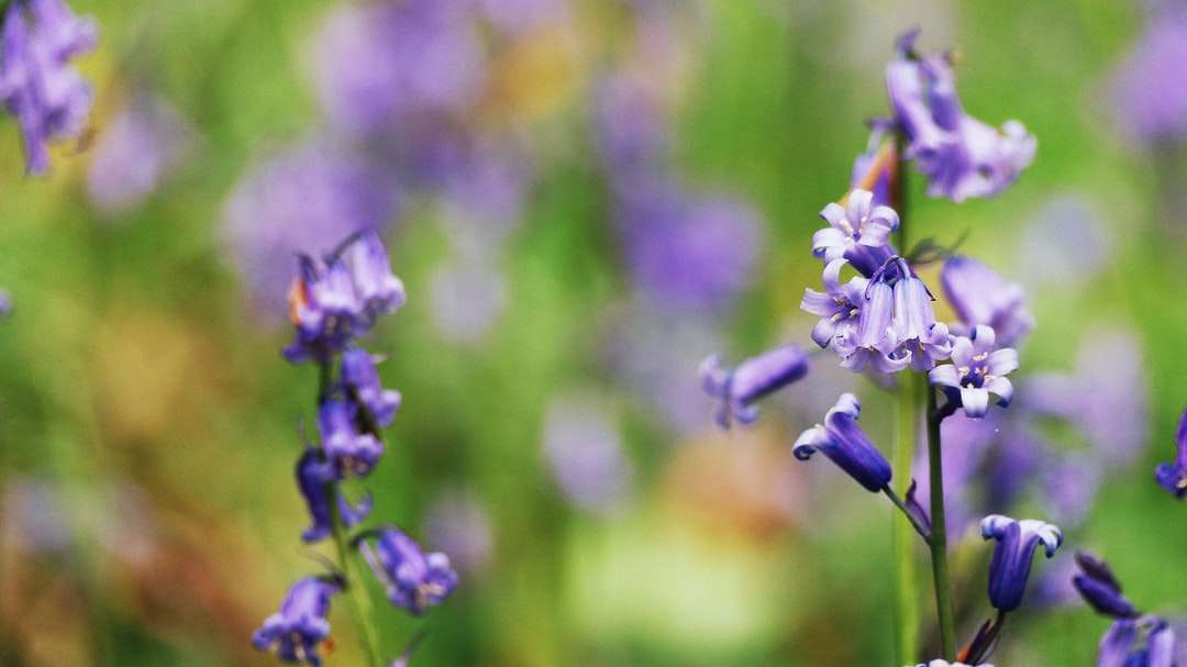 fotografia makro fioletowych płatków kwiatów puzzle online