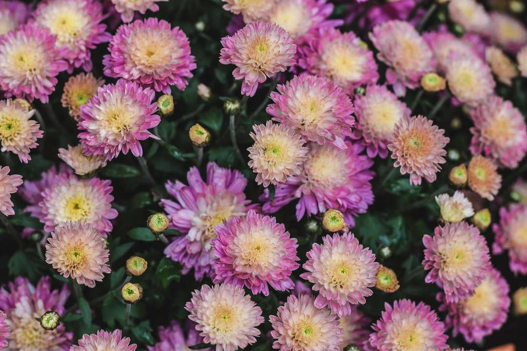 selektywna fokus fotografii pola różowy płatek kwiatu puzzle online