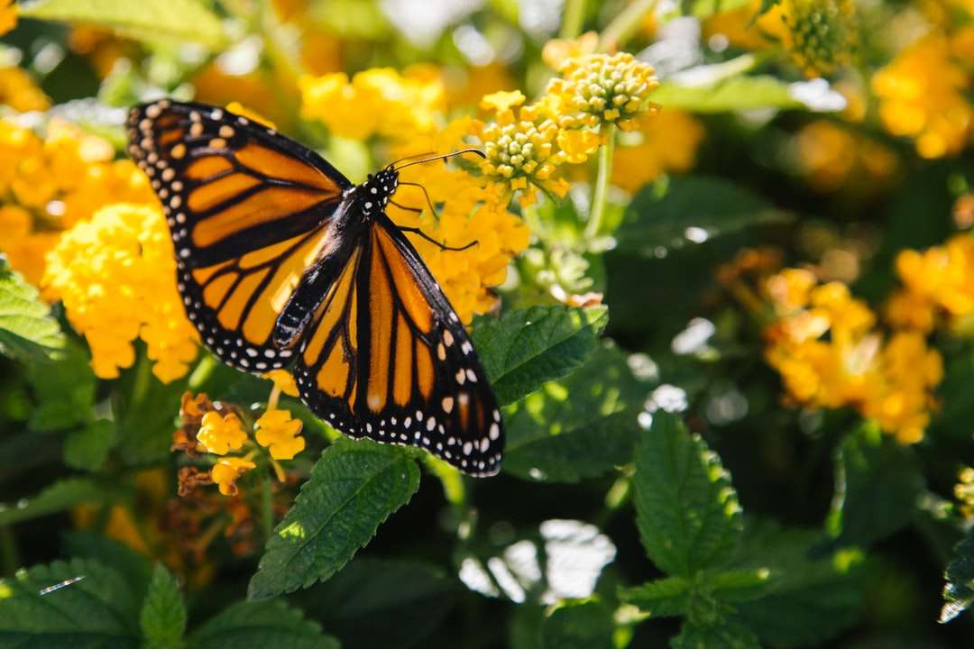 fotografia makro motyla na żółty kwiat puzzle online