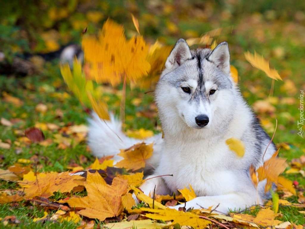 pies husky wsród liści jesiennych puzzle online